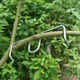 Fruit Tree Branch Spreader 16 PCS 5.1 inch Limb Bender for Shaping Trees