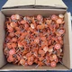 Grip-Rite Round Cap Roofing Nails Plastic 1" 5 pound box